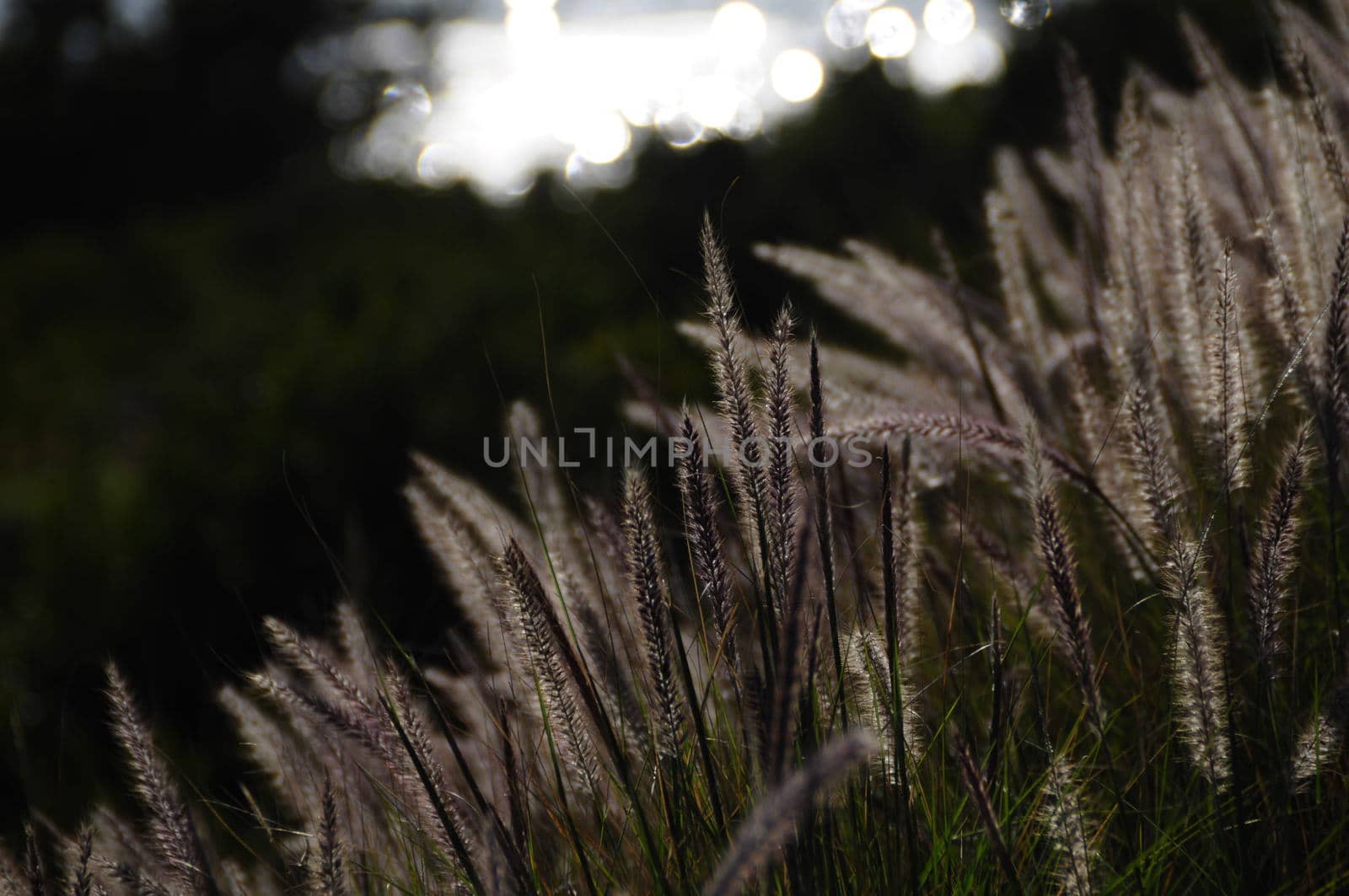 Silver grass at the roadside near hermanus