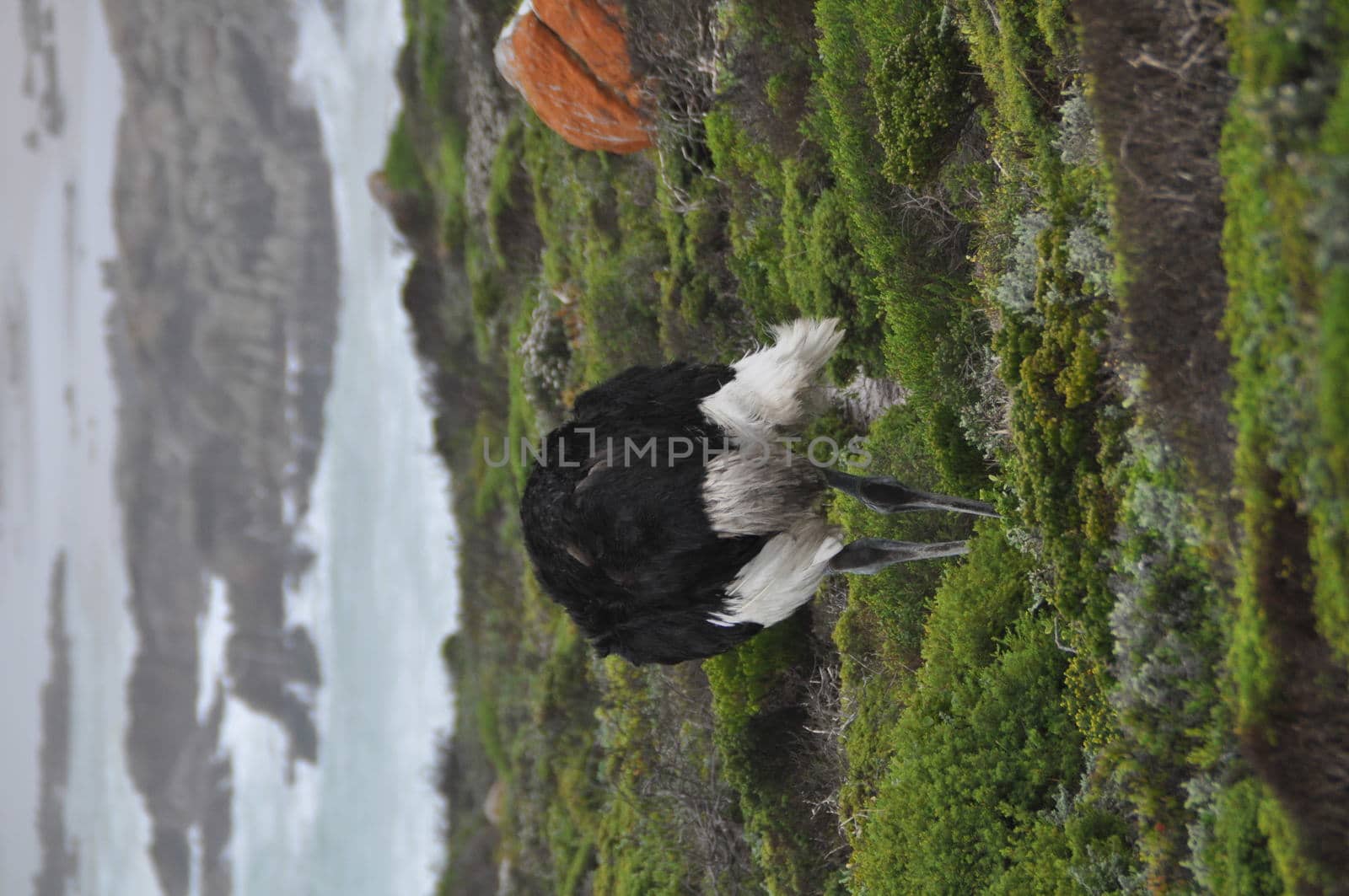 Ostrich near the cape of good hope, the ocean in the background,a big rock, on the right side