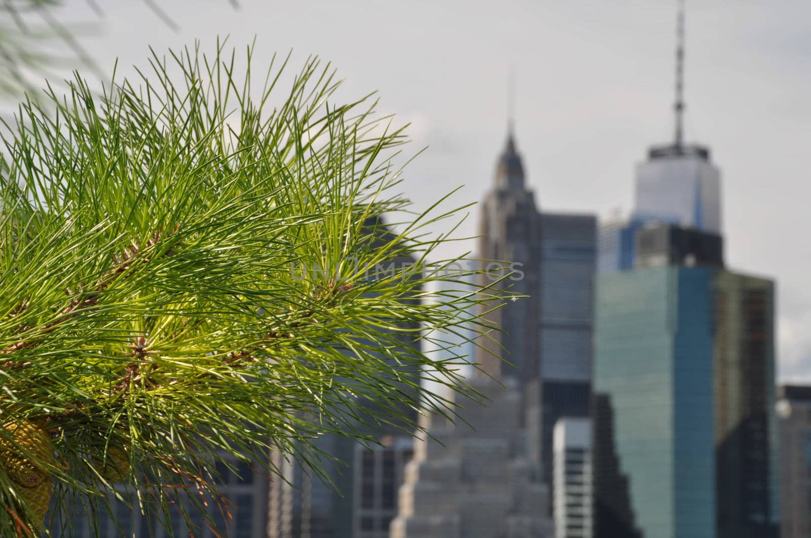 Manhattan Skyline behind a pine branch,view from Brooklyn