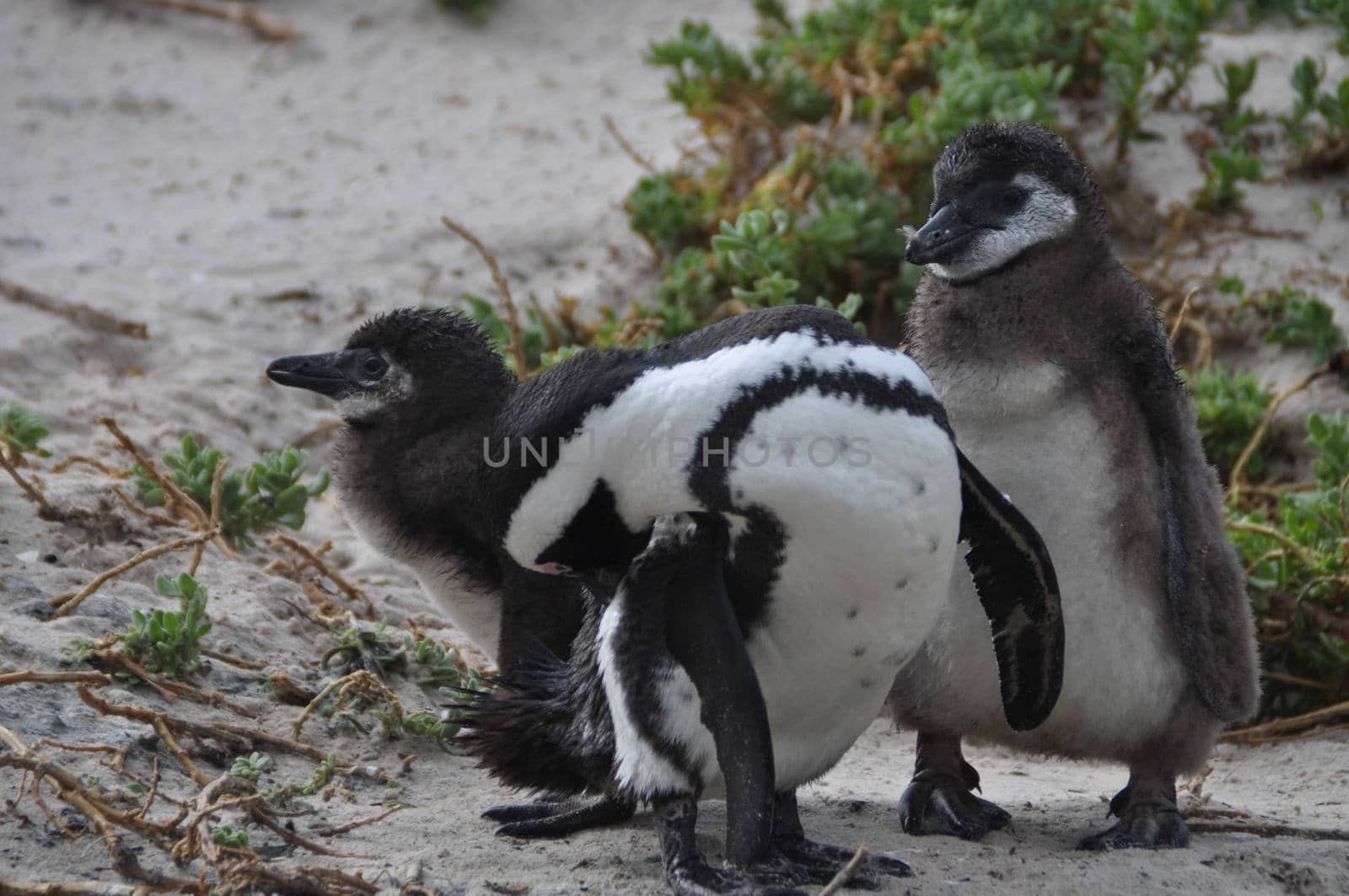 Penguinmom with two babypenguins at here side in her natural surrounding in southafrica