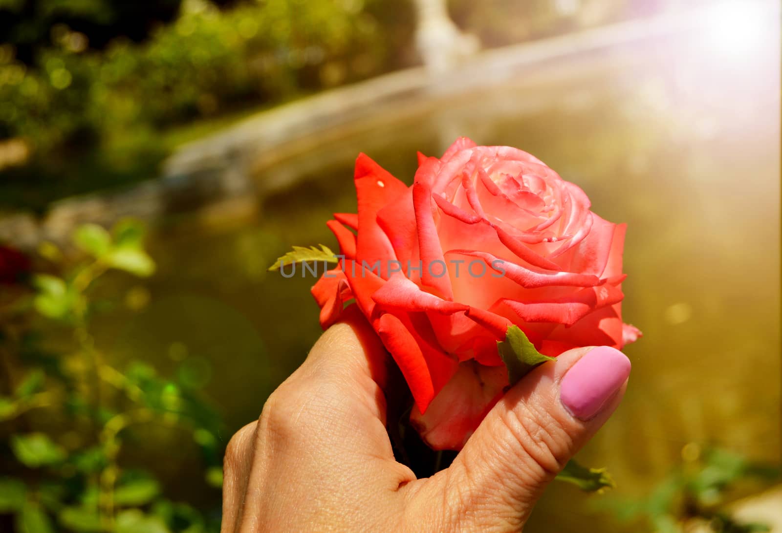 Close-up of a WOMAN's hand holding a delicate pink rose in an outdoor garden on a Sunny summer day.