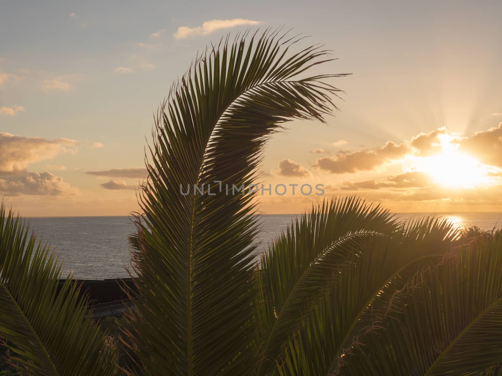 Beautiful orange sunrise over calm ocean with silhouette of palm tree leaves at La Palma, Canary Island