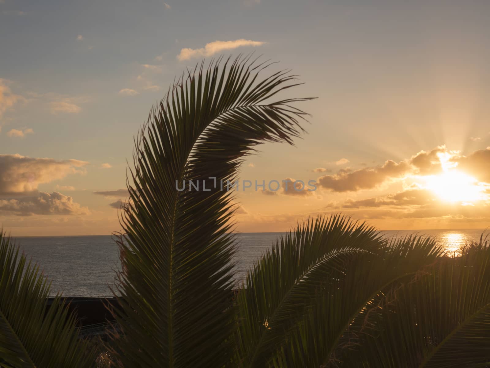 Beautiful orange sunrise over calm ocean with silhouette of palm tree leaves at La Palma, Canary Island. by Henkeova