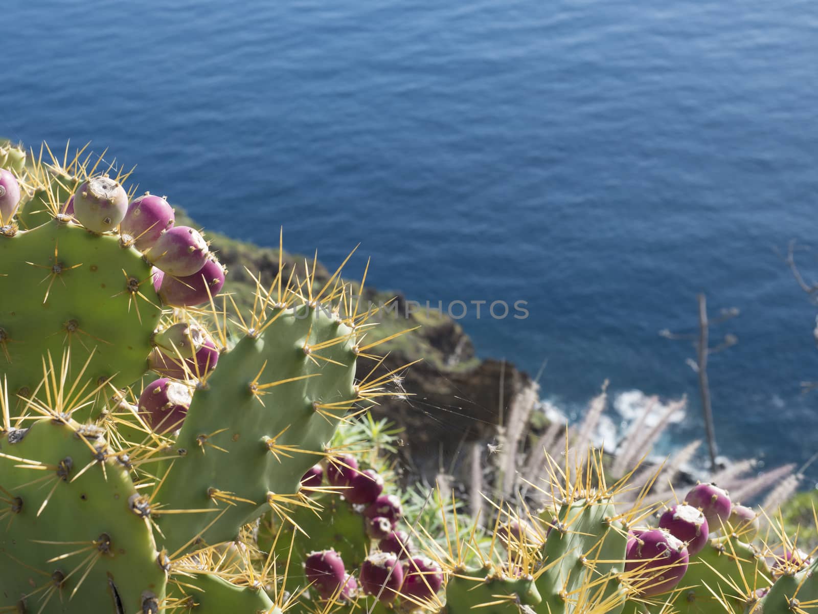 close up ripen red Indian fig opuntia tropic cactus fruit on plant prickly pear against blue sea, atlantic ocean background.