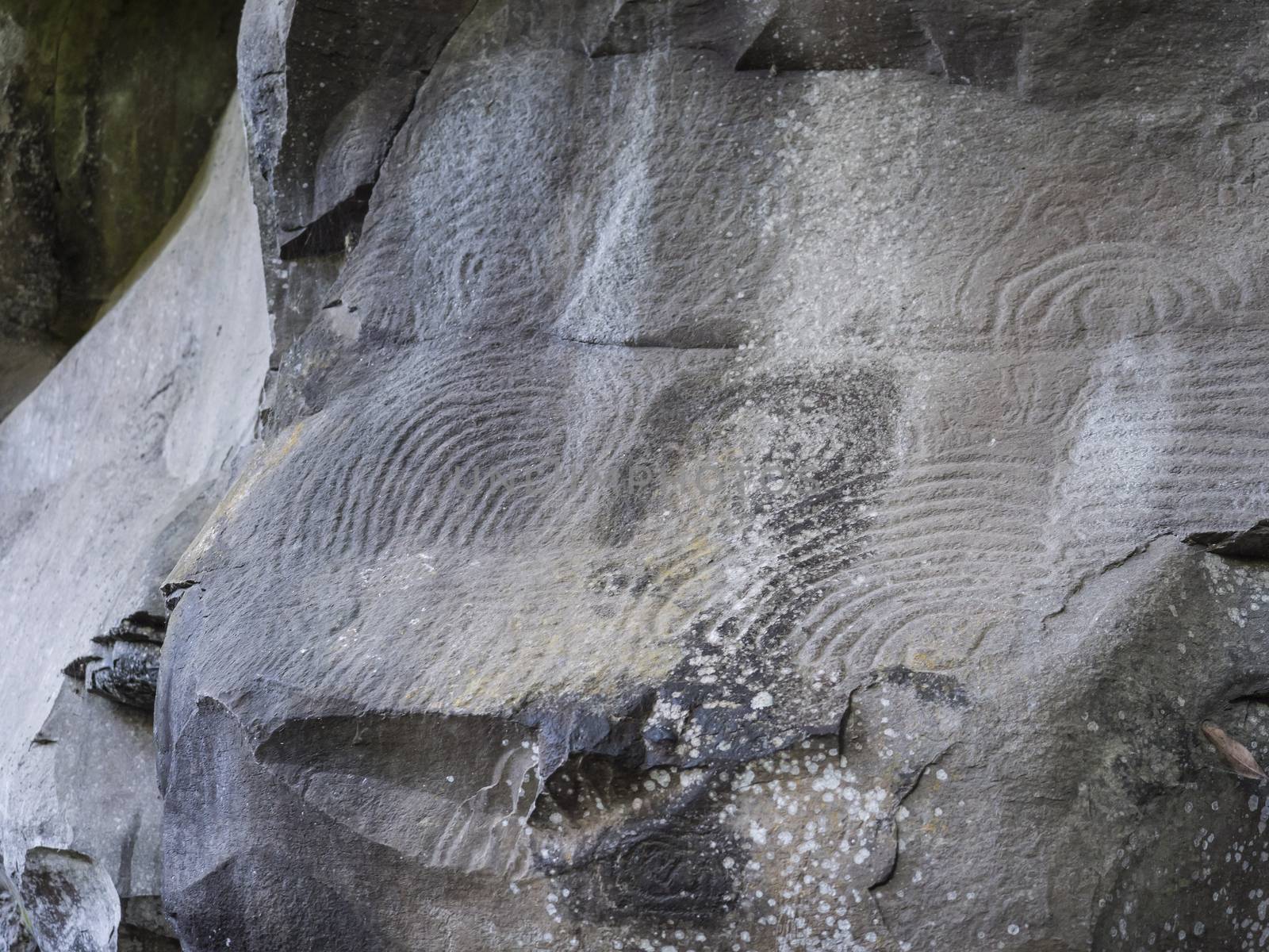 Spiral petroglyph carved in stone in La Zarza nature park archeological site in Laurel forest, laurisilva in the northern part of La Palma, Canary Islands, Spain
