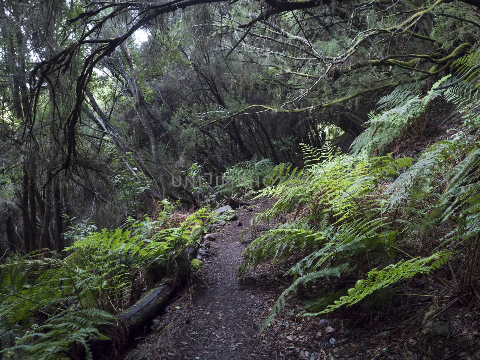 La Zarza nature park with path in beautiful mysterious Laurel forest, laurisilva in the northern part of La Palma, Canary Islands, Spain.