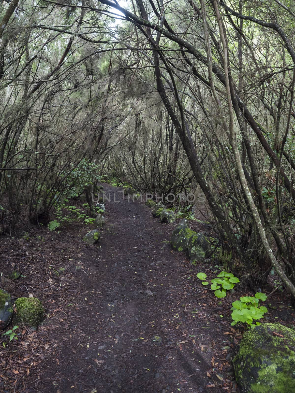 La Zarza nature park with path in beautiful mysterious Laurel forest, laurisilva in the northern part of La Palma, Canary Islands, Spain.