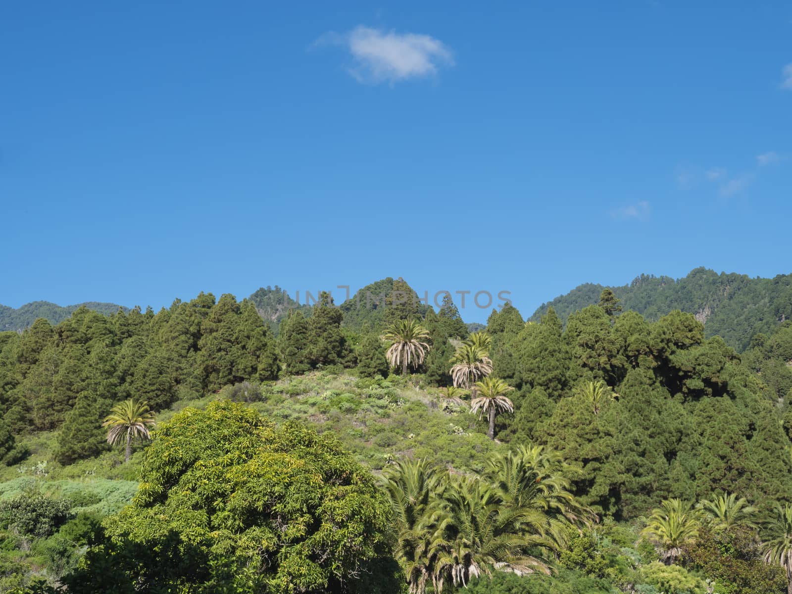 Lush green hills with subtropical vegetation, palm and pine trees. Beautiful mountain landscape around village Las Nieves at sunny winter day, blue sky background. La Palma, Canary Island, Spain.