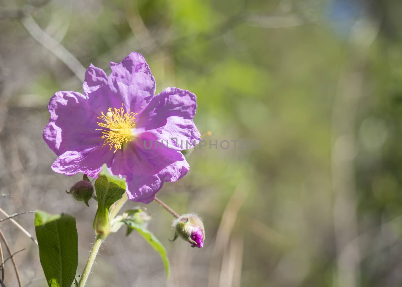 Close-up of pink flower Grey leaved Cistus, Cistus symphytifolius of family Cistaceae. It is endemic to the Canary Islands. Selective focus, copy space