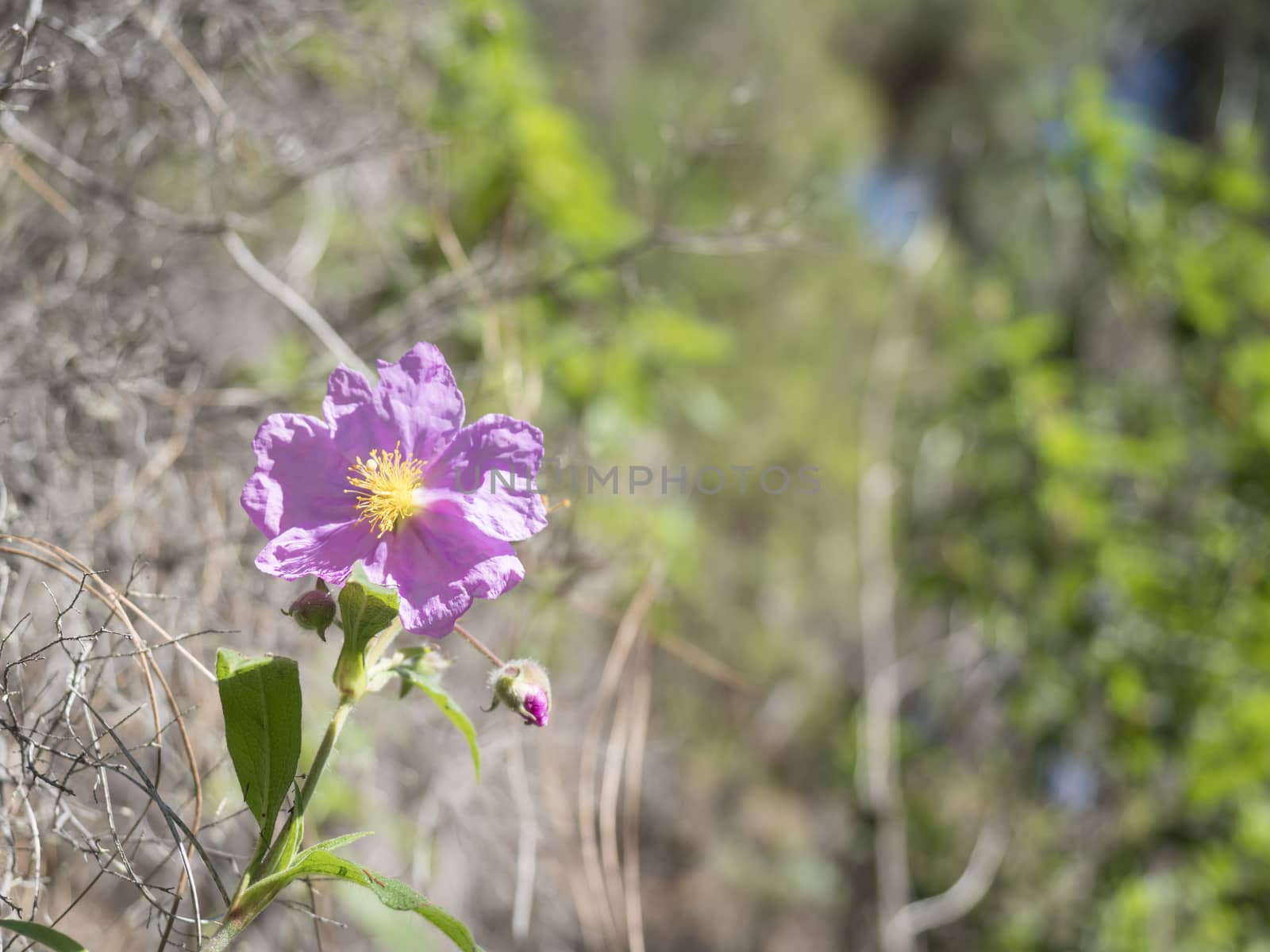 Close-up of pink flower Grey leaved Cistus, Cistus symphytifolius of family Cistaceae. It is endemic to the Canary Islands. Selective focus, copy space. by Henkeova