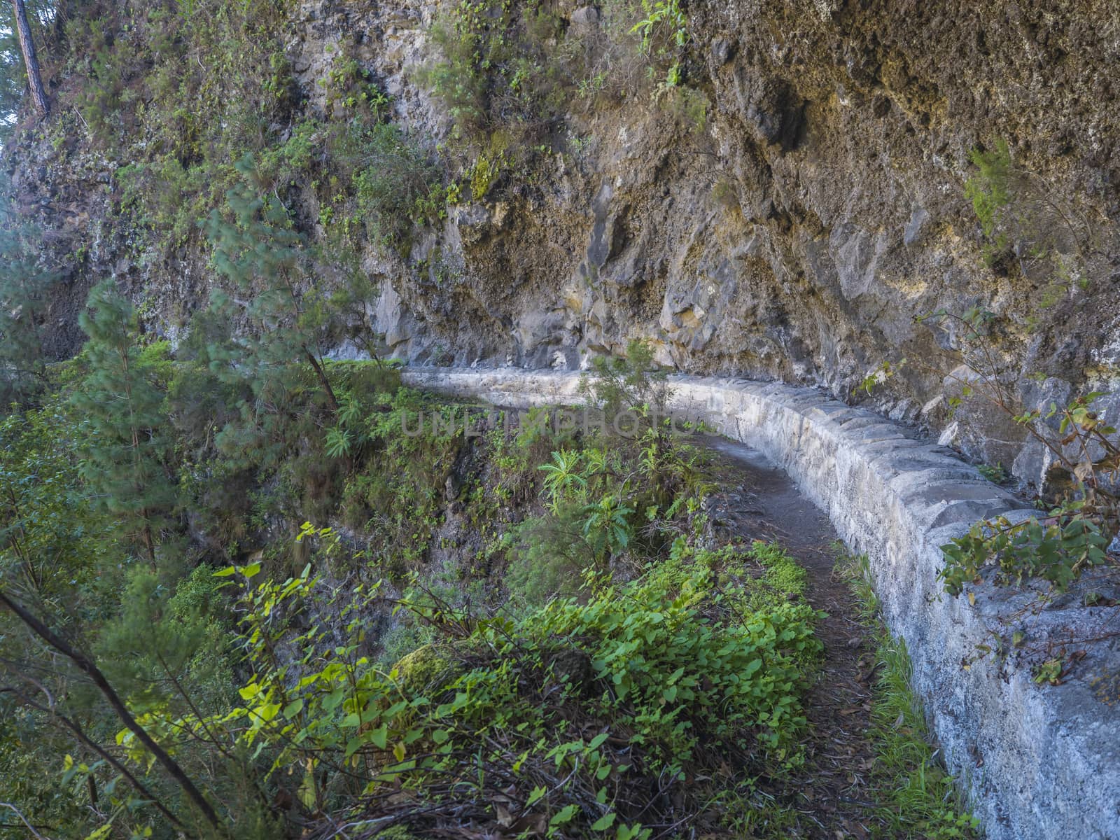 Narrow hiking trail Barranco de la Madera from Las Nieves with pine tree forest and path along ravine with steep green mountains, La P.alma Island, Canary Islands, Spain