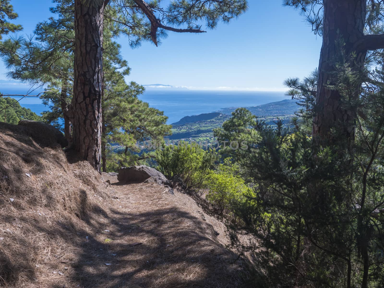 Lanscape od hiking trail Barranco de la Madera from Las Nieves with pine tree forest and path along ravine with steep green mountains, La Palma Island, Canary Islands, Spain.