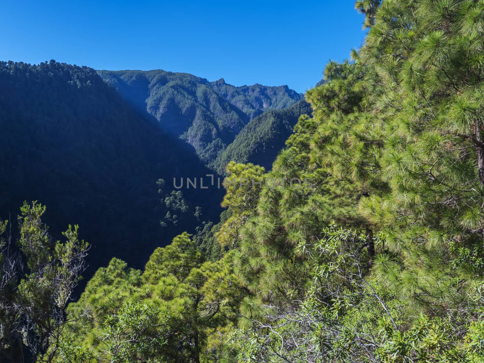 View on beautiful lush lanscape from hiking trail Barranco de la Madera with pine tree forest, ravine, steep green mountains and blue sky. La Palma Island, Canary Islands, Spain.
