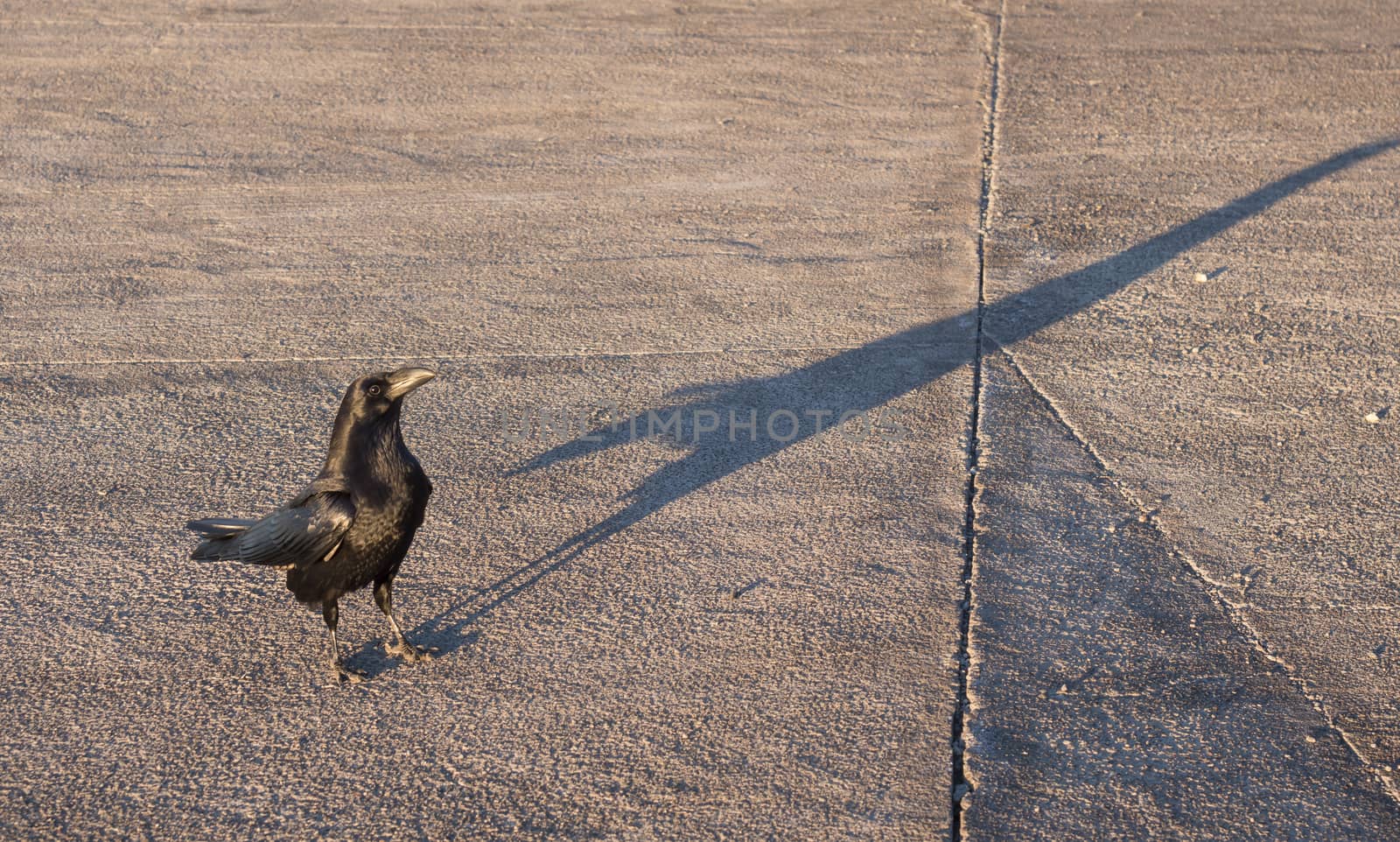 Close up big Raven, Corvus corax common, beautiful wild black bird perched on asphalt road, begging for food at highest peak of La Palma Roque. De Los Muchachos. Golden hour light