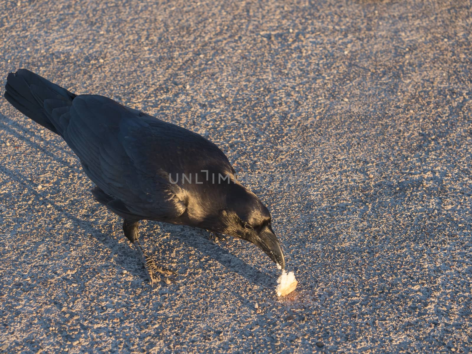 Close up big Raven, Corvus corax common, beautiful wild black bird perched on asphalt road, eating piece of bread at highest peak of La Palma Roque De Los Muchachos. Golden hour light by Henkeova