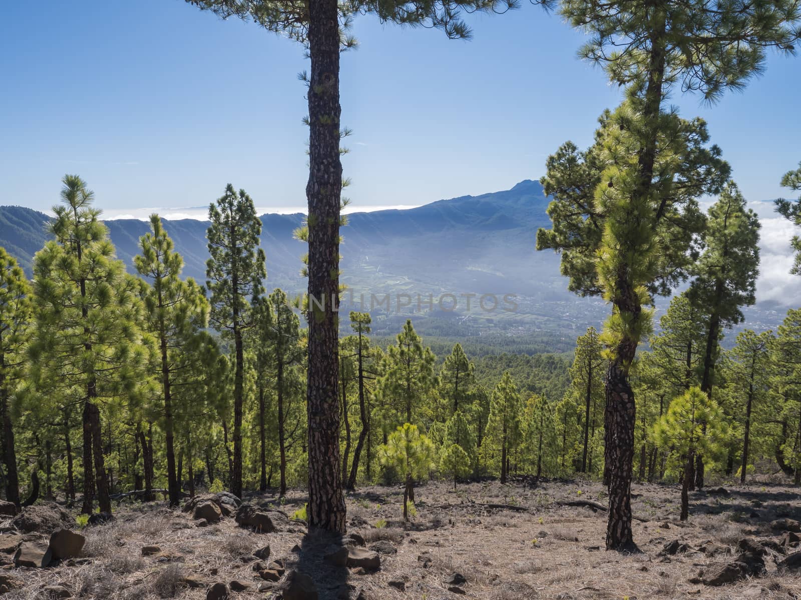 Volcanic landscape and lush pine tree forest, pinus canariensis view from Mirador de la Cumbrecita viewpoint at national park Caldera de Taburiente, volcanic crater in La Palma, Canary Islands, Spain.