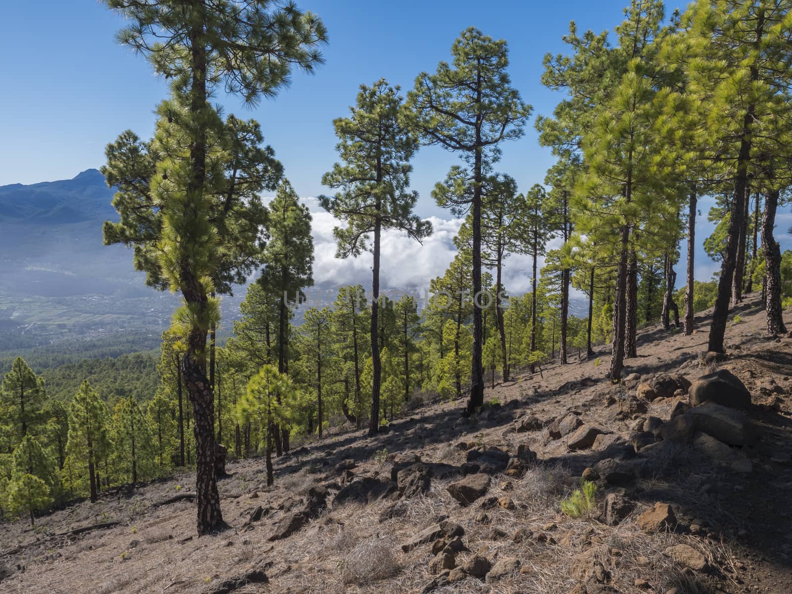 Volcanic landscape and lush pine tree forest, pinus canariensis view from Mirador de la Cumbrecita viewpoint at national park Caldera de Taburiente, volcanic crater in La Palma, Canary Islands, Spain.