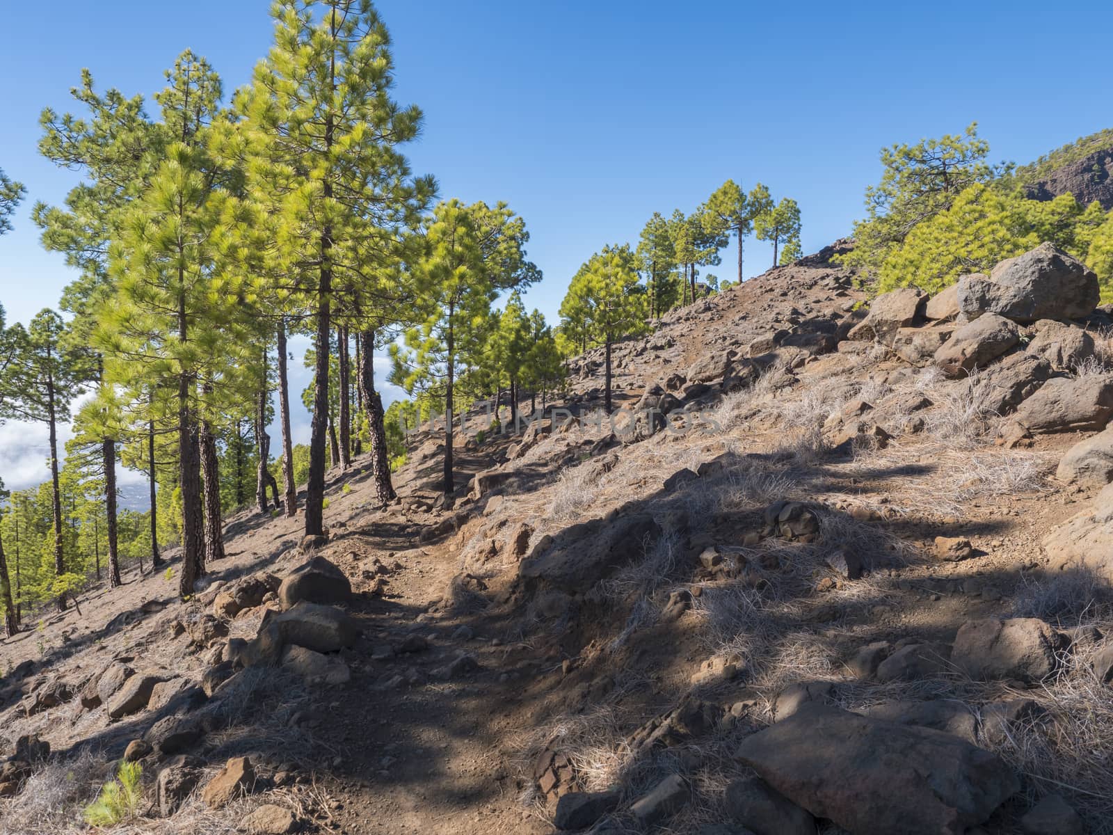 Volcanic landscape and lush pine tree forest, pinus canariensis view from Mirador de la Cumbrecita viewpoint at national park Caldera de Taburiente, volcanic crater in La Palma, Canary Islands, Spain.