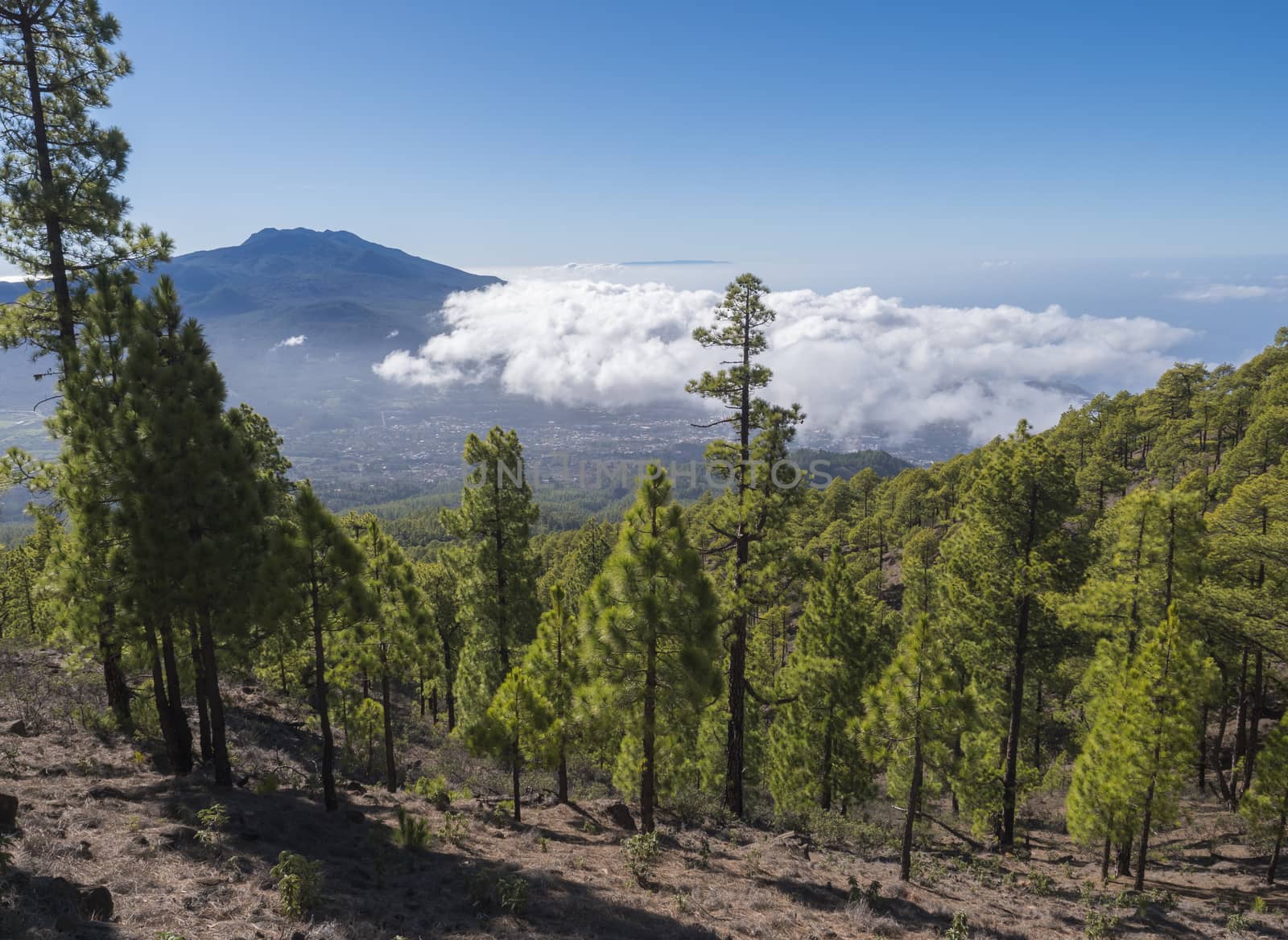 Volcanic landscape and lush pine tree forest, pinus canariensis view from Mirador de la Cumbrecita viewpoint at national park Caldera de Taburiente, volcanic crater in La Palma, Canary Islands, Spain.