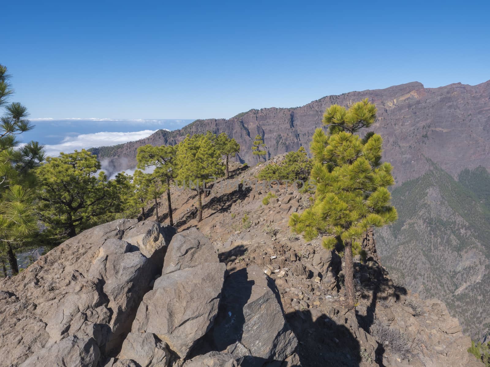 Volcanic landscape and lush pine tree forest, pinus canariensis view from Mirador de la Cumbrecita viewpoint at national park Caldera de Taburiente, volcanic crater in La Palma, Canary Islands, Spain.