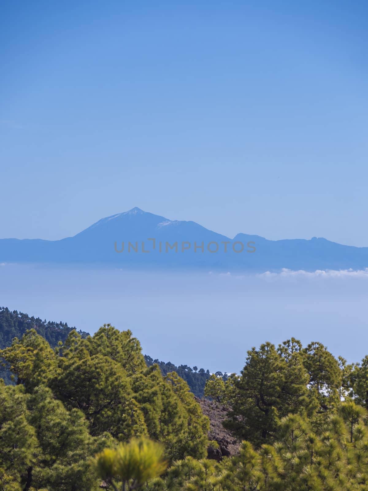 View on Pico del Teide volcano and lush green pine tree forest at hiking trail to Pico Bejenado mountain at national park Caldera de Taburiente, volcanic crater in La Palma, Canary Islands, Spain by Henkeova