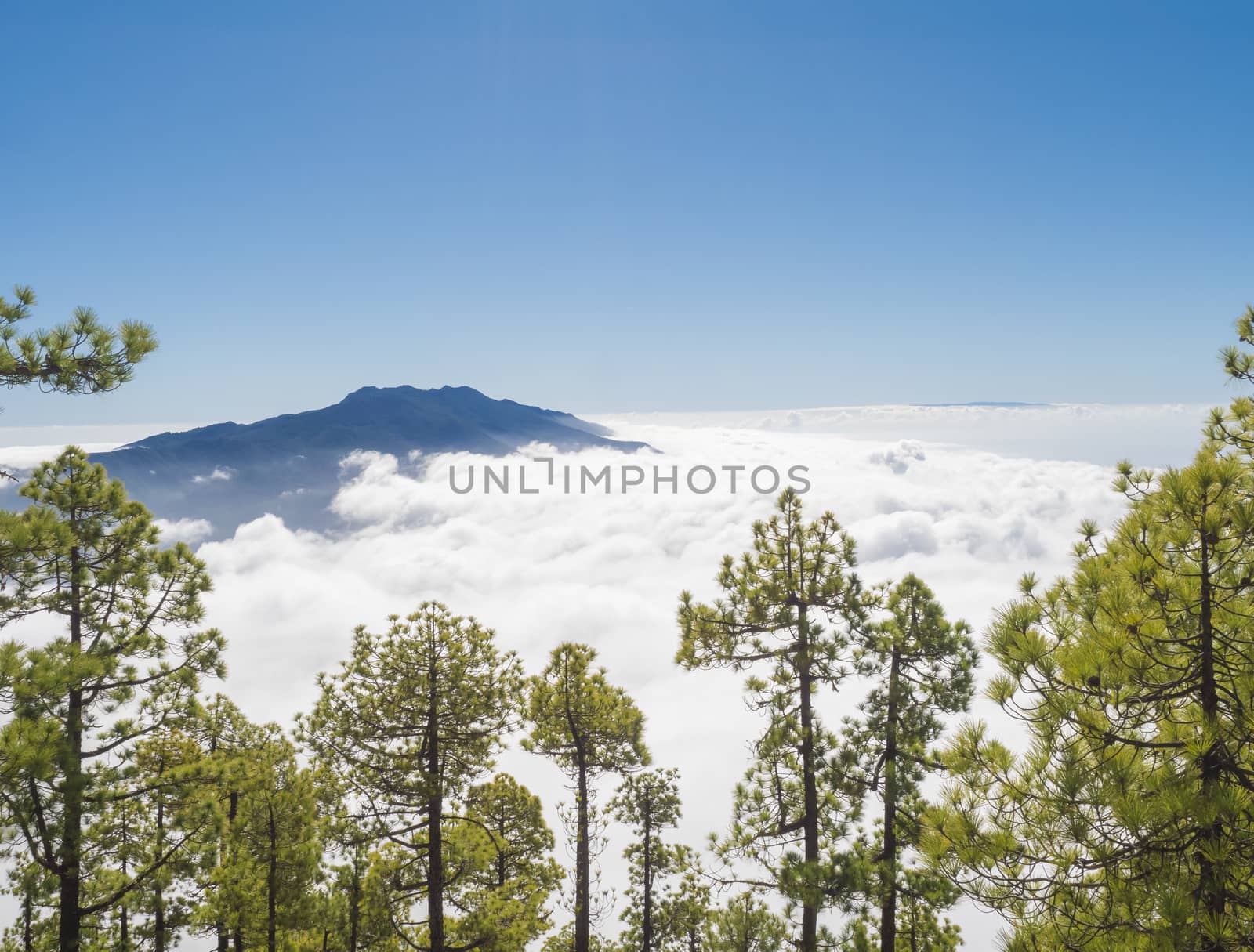 Volcanic landscape and lush pine tree forest, pinus canariensis view from Mirador de la Cumbrecita viewpoint at national park Caldera de Taburiente, volcanic crater in La Palma, Canary Islands, Spain.