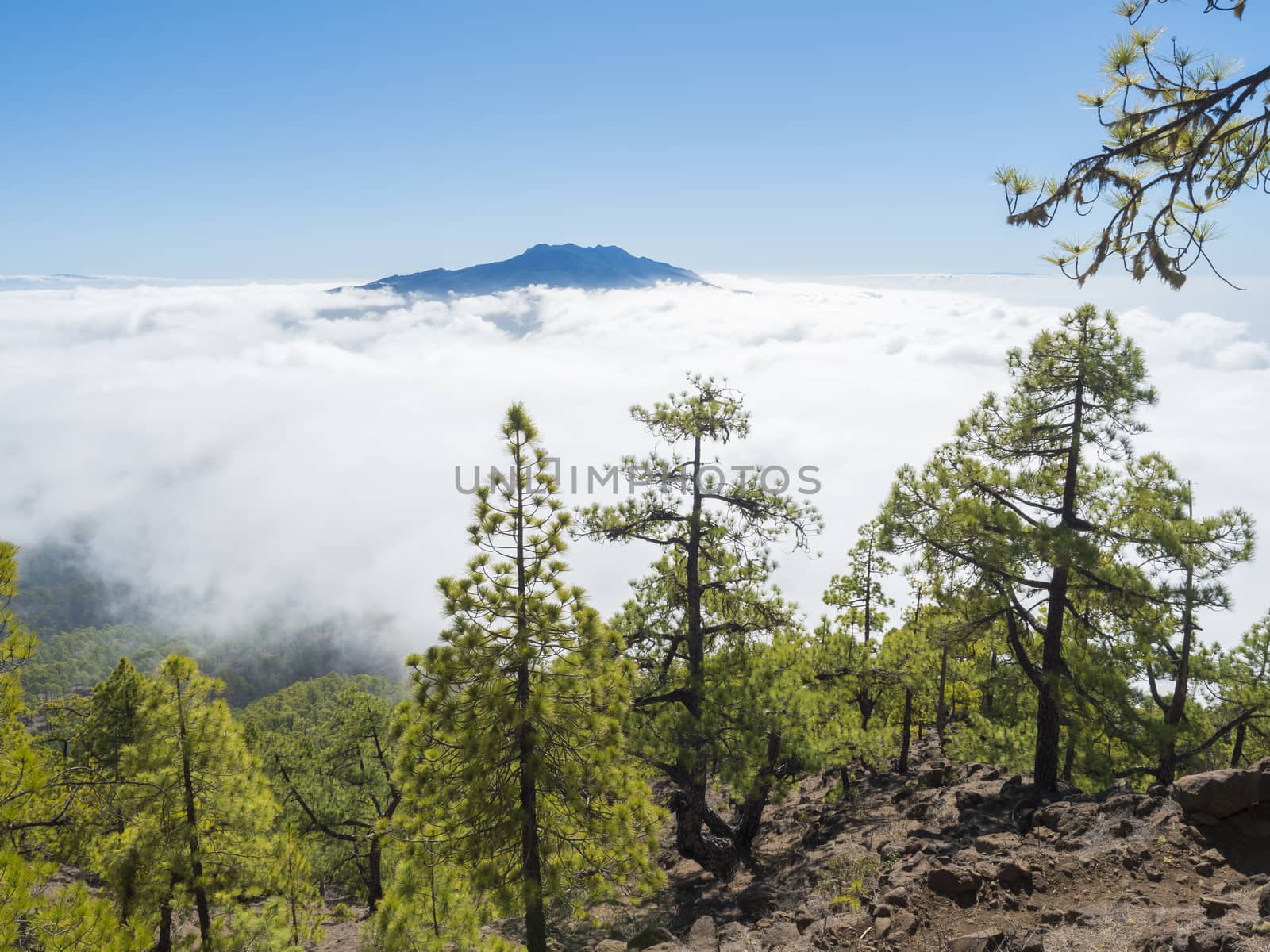 Volcanic landscape and lush pine tree forest, pinus canariensis view from Mirador de la Cumbrecita viewpoint at national park Caldera de Taburiente, volcanic crater in La Palma, Canary Islands, Spain.