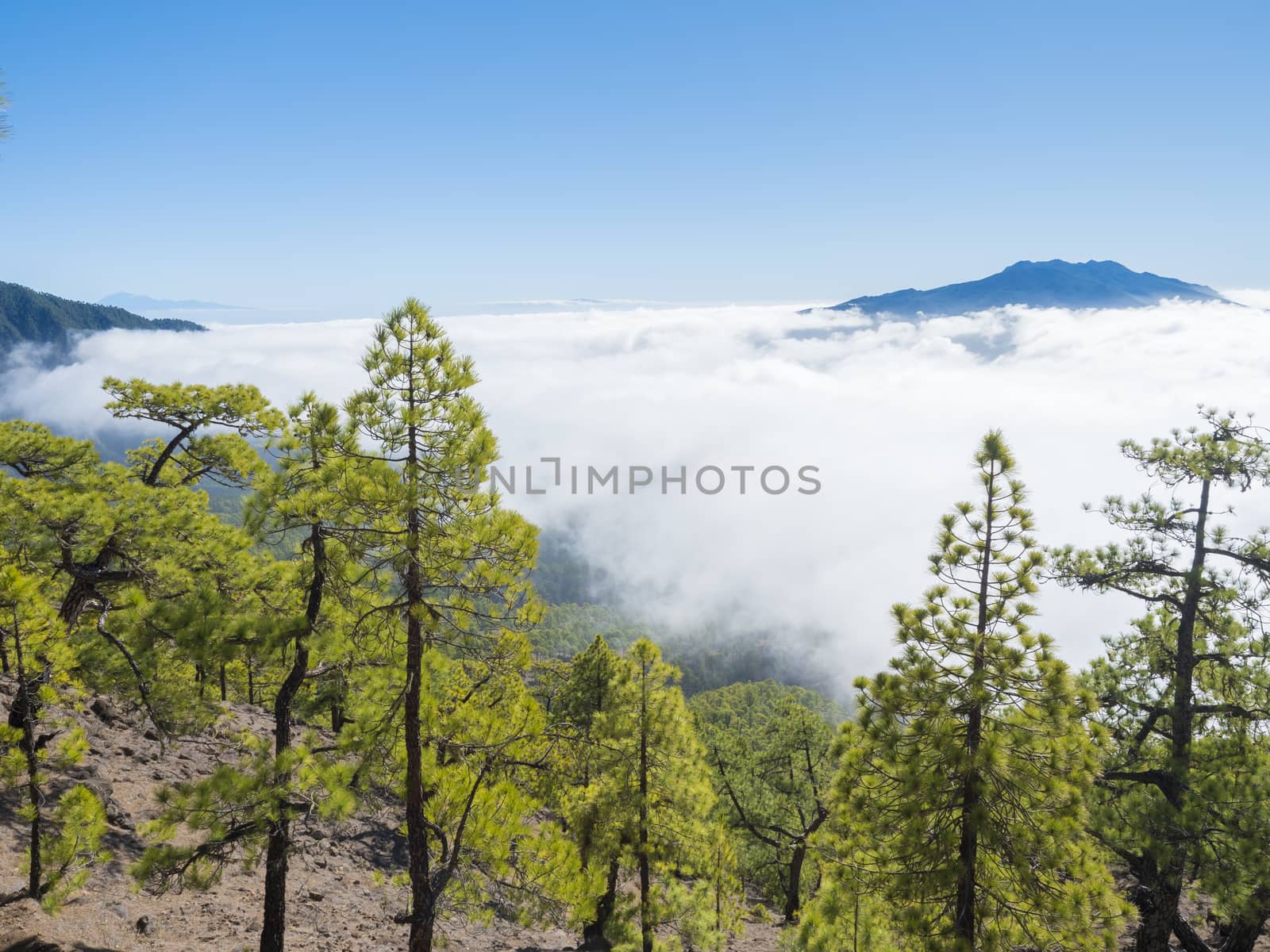 Volcanic landscape and lush pine tree forest, pinus canariensis view from Mirador de la Cumbrecita viewpoint at national park Caldera de Taburiente, volcanic crater in La Palma, Canary Islands, Spain.