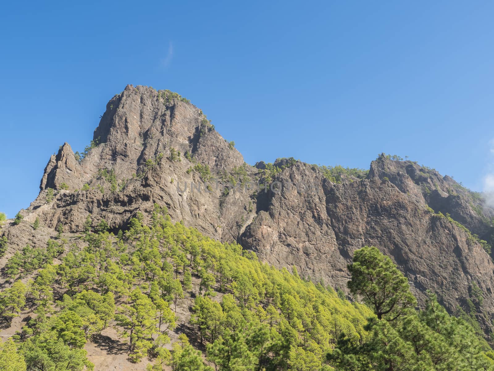 Volcanic landscape and lush pine tree forest, pinus canariensis view from Mirador de la Cumbrecita viewpoint at national park Caldera de Taburiente, volcanic crater in La Palma, Canary Islands, Spain.