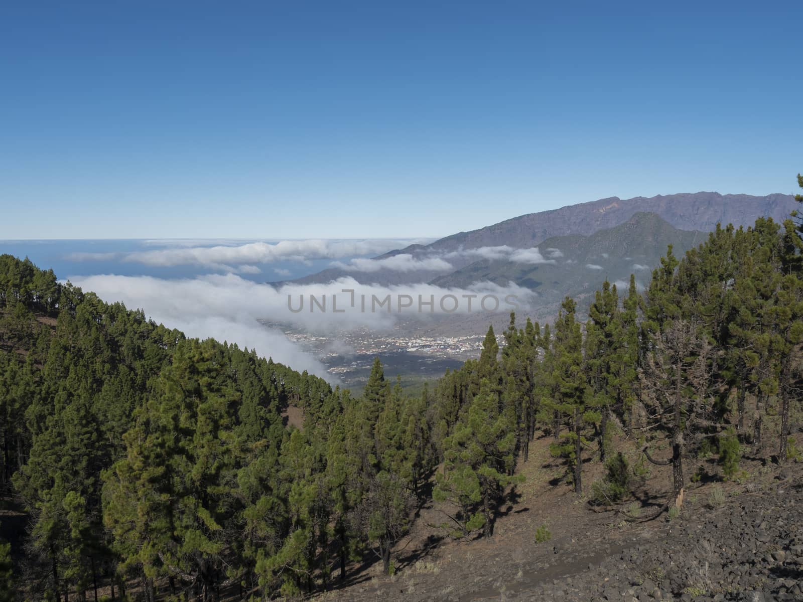 Volcanic landscape with lush green pine trees, colorful volcanoes and lava rock field along path Ruta de los Volcanes, hiking trail at La Palma island, Canary Islands, Spain, Blue sky background.