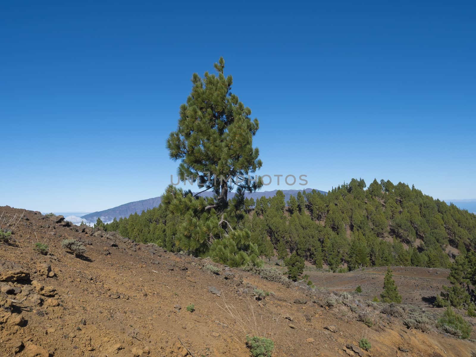 Volcanic landscape with lush green pine trees, colorful volcanoes and lava rock field along path Ruta de los Volcanes, hiking trail at La Palma island, Canary Islands, Spain, Blue sky background.