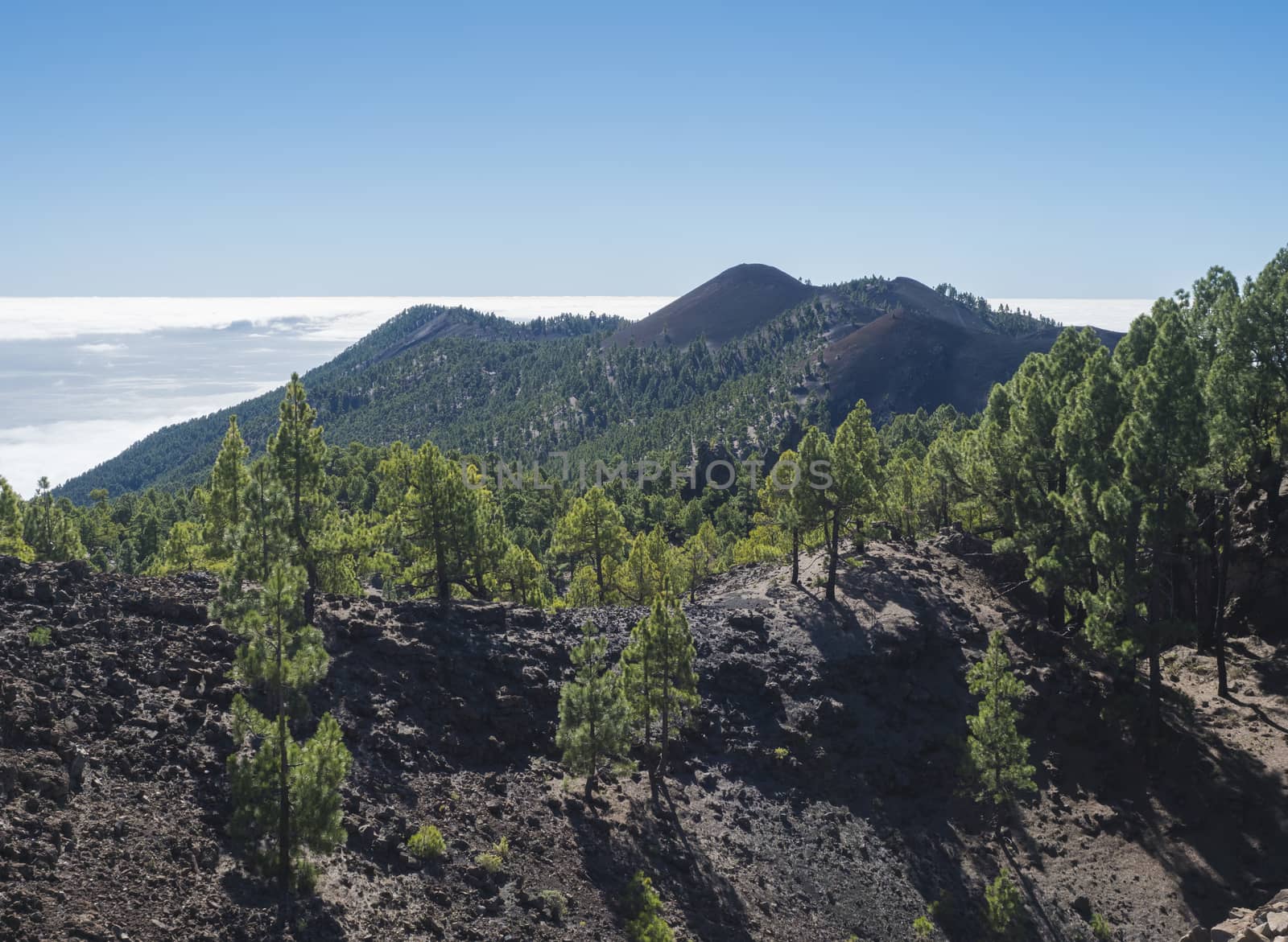 Beautiful volcanic landscape with lush green pine trees and colorful volcanoes along the path Ruta de los Volcanes, beautiful hiking trail at La Palma island, Canary Islands, Spain, Blue sky background.