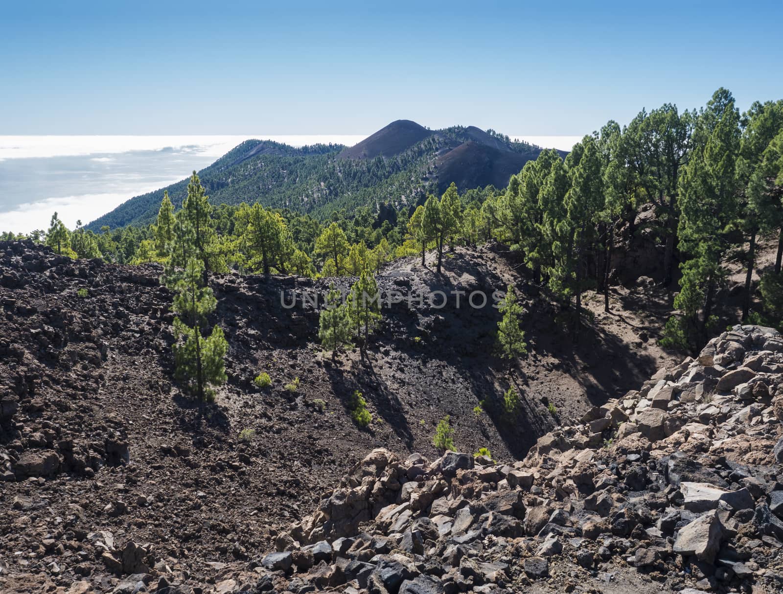 Beautiful volcanic landscape with lush green pine trees and colorful volcanoes along the path Ruta de los Volcanes, beautiful hiking trail at La Palma island, Canary Islands, Spain, Blue sky background.
