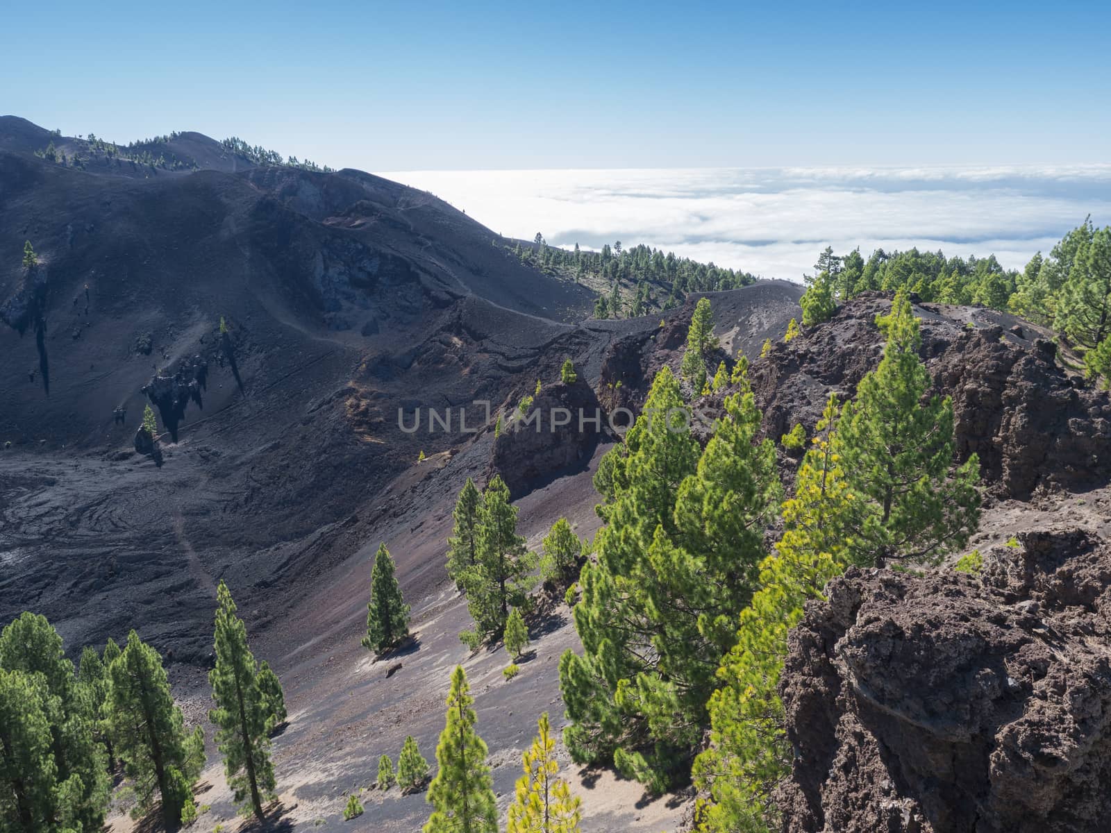 Volcanic landscape with lush green pine trees, colorful volcanoes and lava crater Deseada along path Ruta de los Volcanes, hiking trail at La Palma island, Canary Islands, Spain, Blue sky background.