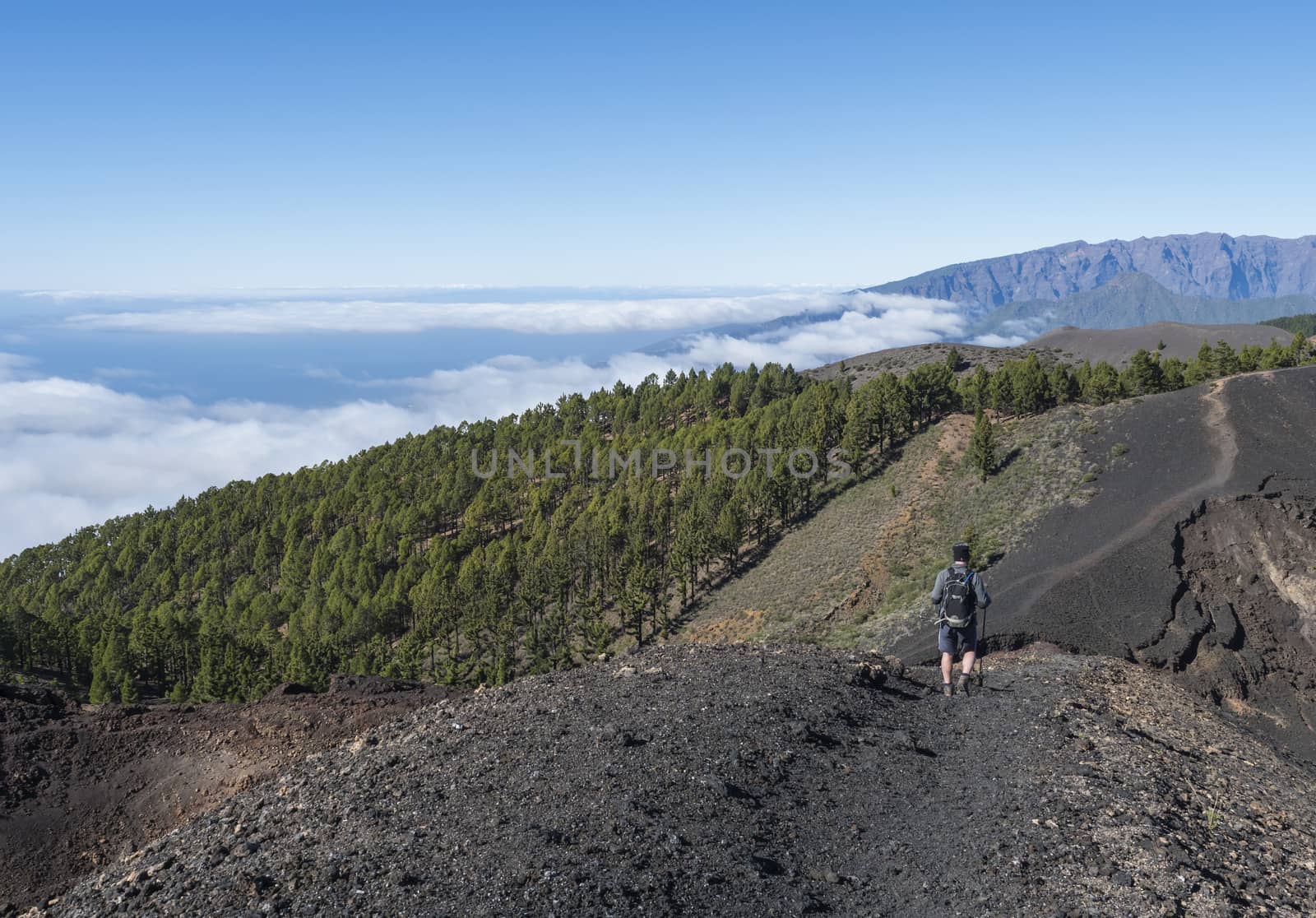 Beautiful volcanic landscape with lush green pine trees and colorful volcanoes along the path Ruta de los Volcanes, beautiful hiking trail at La Palma island, Canary Islands, Spain, Blue sky background.
