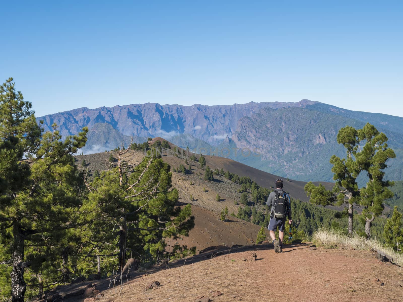 Man hiker at volcanic landscape with lush green pine trees, colorful volcanoes and lava rock field on Ruta de los Volcanes, hiking trail at La Palma island, Canary Islands, Spain, Blue sky background.