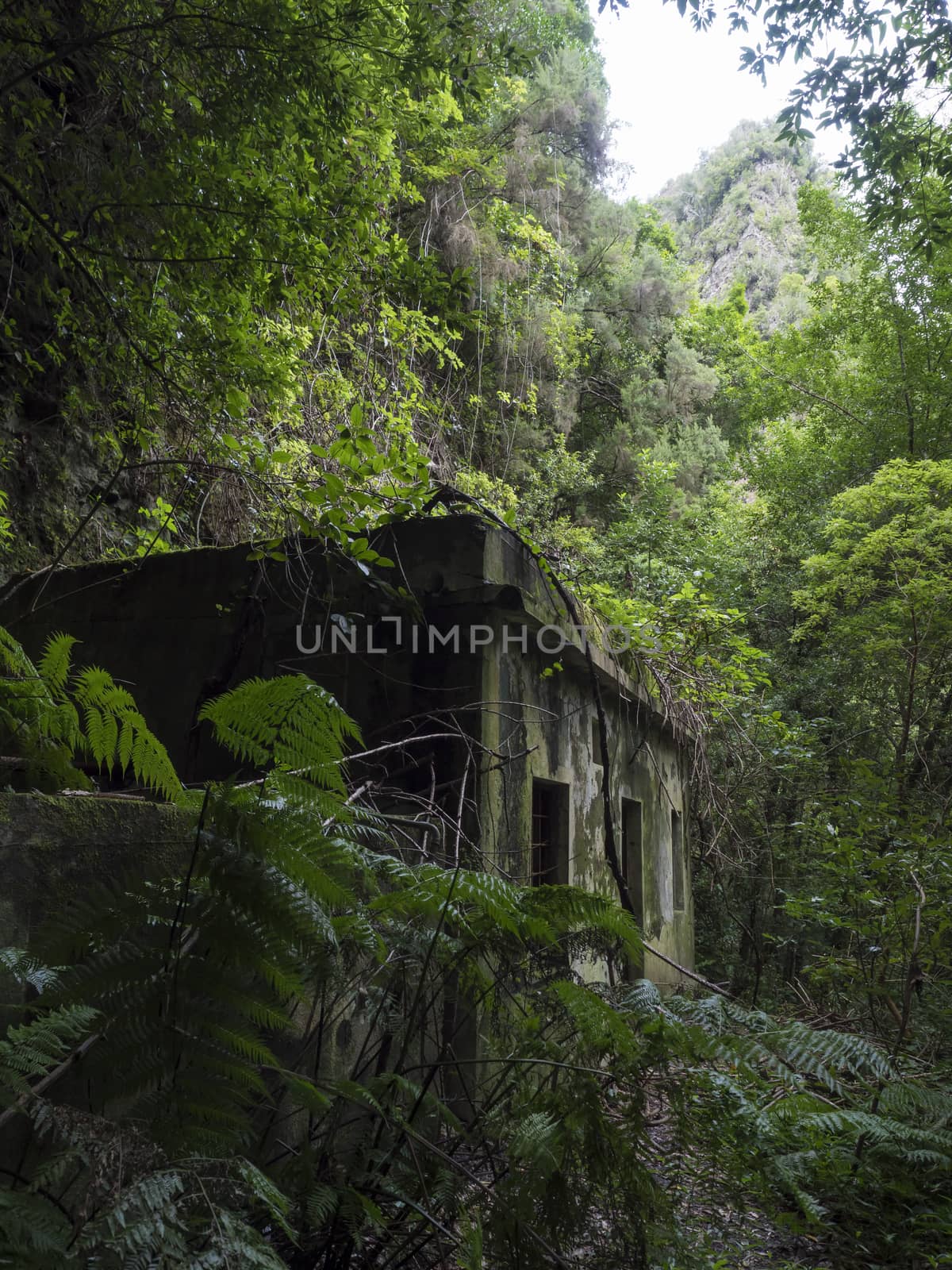 Old run-down overgrown ruin of maintenance house at mysterious Laurel forest, lush subtropical rainforest at hiking trail Los Tilos, La Palma, Canary Islands, Spain by Henkeova