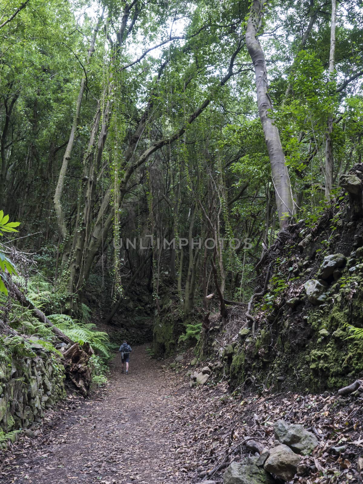 Path at mysterious Laurel forest Laurisilva, lush subtropical rainforest at hiking trail Los Tilos, La Palma, Canary Islands, Spain.