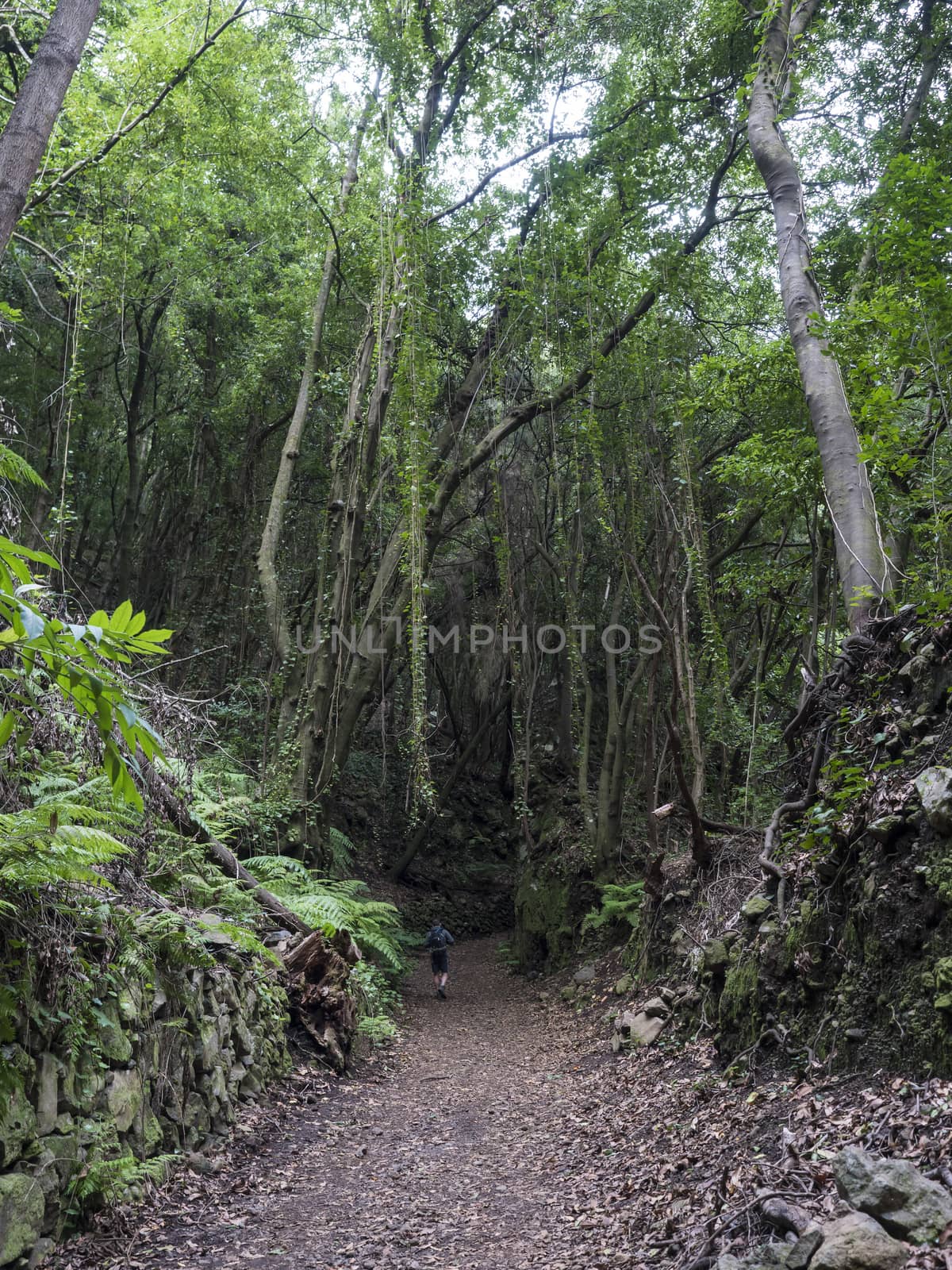 Man hiker at path at mysterious Laurel forest Laurisilva, lush subtropical rainforest at hiking trail Los Tilos, La Palma, Canary Islands, Spain.