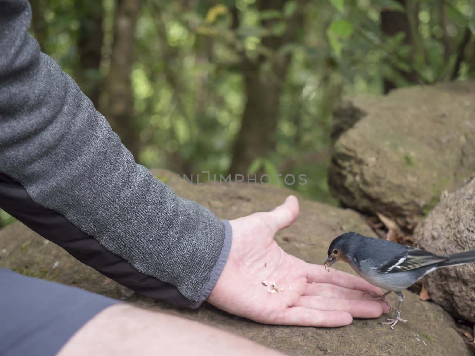 La Palma chaffinch, Fringilla coelebs palmae, Palman chaffinch male eating crumbs, feeding from man hand at lush subtropical forest at hiking trail Los Tilos, La Palma, Canary Islands, Spain.