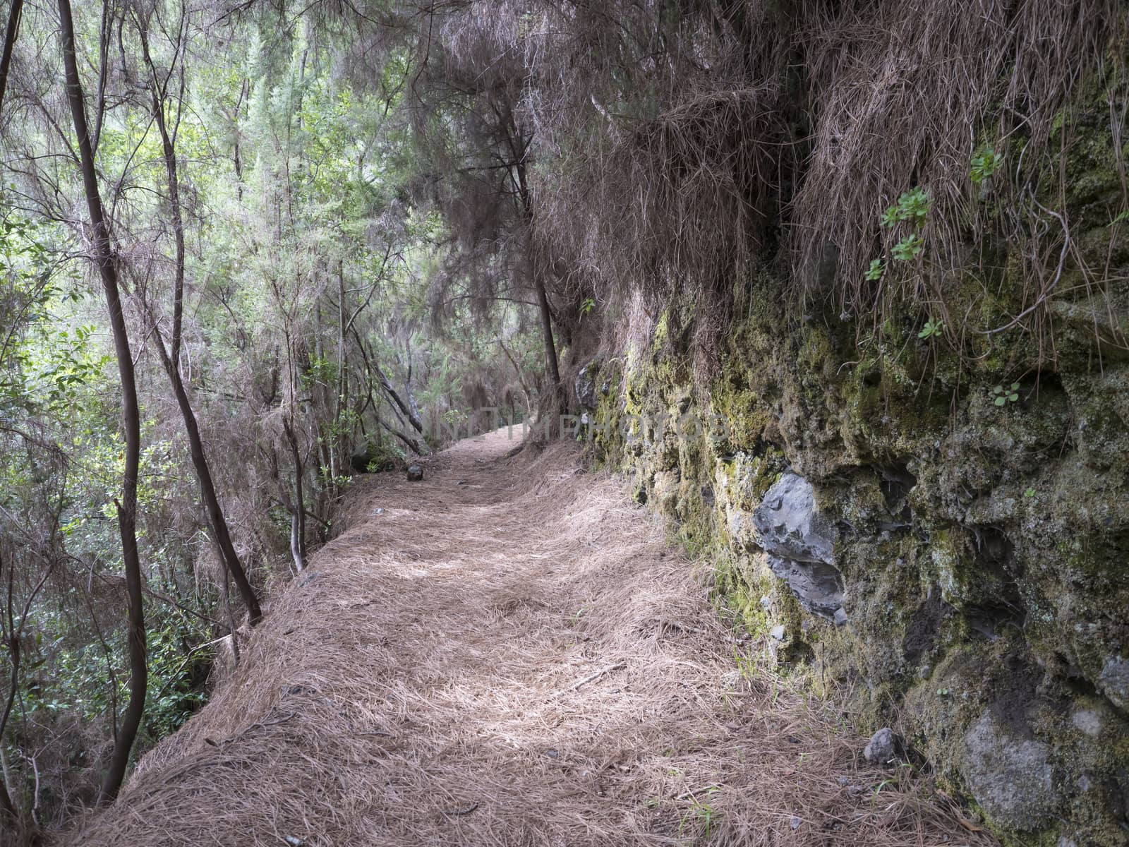 Path at mysterious Laurel forest Laurisilva, lush subtropical rainforest at hiking trail Los Tilos, La Palma, Canary Islands, Spain.