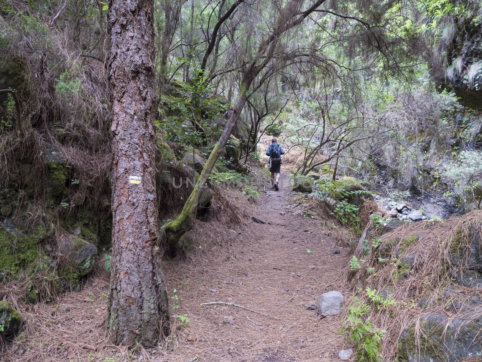 Man hiker at path at mysterious Laurel forest Laurisilva, lush subtropical rainforest at hiking trail Los Tilos, La Palma, Canary Islands, Spain.