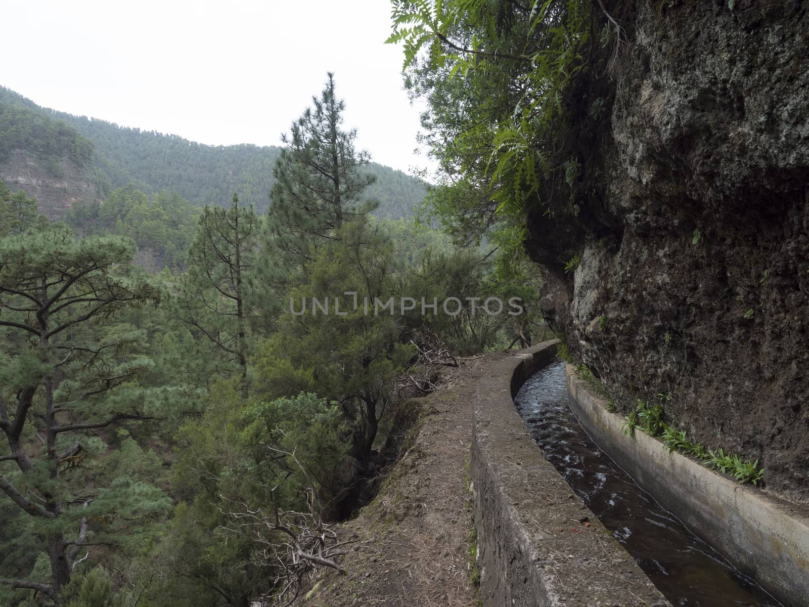 Path along levada, water duct at mysterious Laurel forest Laurisilva, lush subtropical rainforest at hiking trail Los Tilos, La Palma, Canary Islands, Spain.