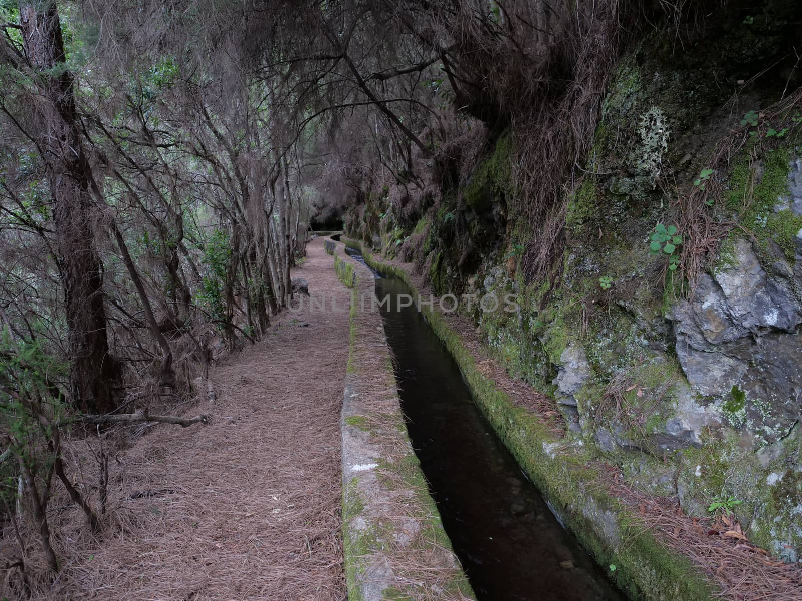 Path along levada, water duct at mysterious Laurel forest Laurisilva, lush subtropical rainforest at hiking trail Los Tilos, La Palma, Canary Islands, Spain.