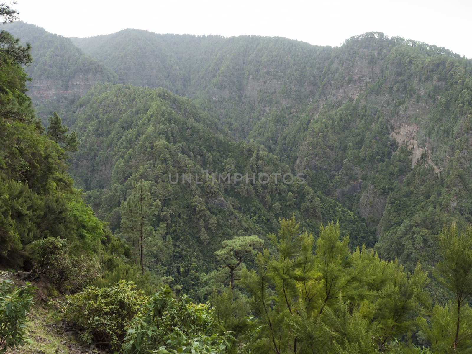 View from dark water duct tunnel through running water to lush jungle at hiking trail Los Tilos at mysterious laurel forest. Beautiful nature reserve on La Palma, Canary islands, Spain.