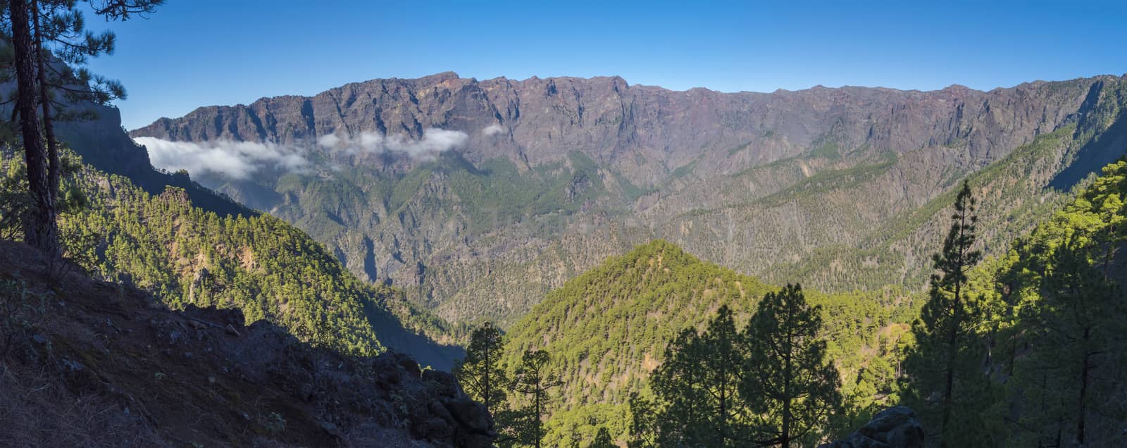 Panoramic volcanic landscape and lush pine tree forest, pinus canariensis view from Mirador de la Cumbrecita at national park Caldera de Taburiente, volcanic crater in La Palma, Canary Islands, Spain.