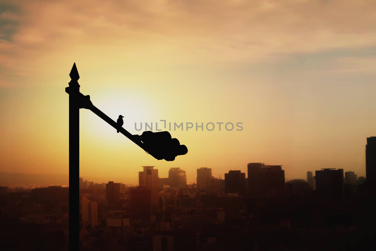 Shadow of a bird perched on a traffic light pole. Behind it is a view of the city in the evening. by Muangngam