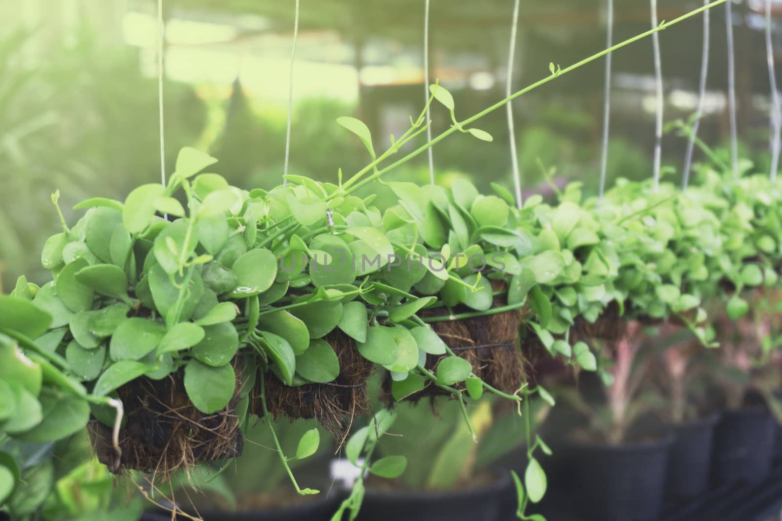 Dischidia planted in dry coconut husk