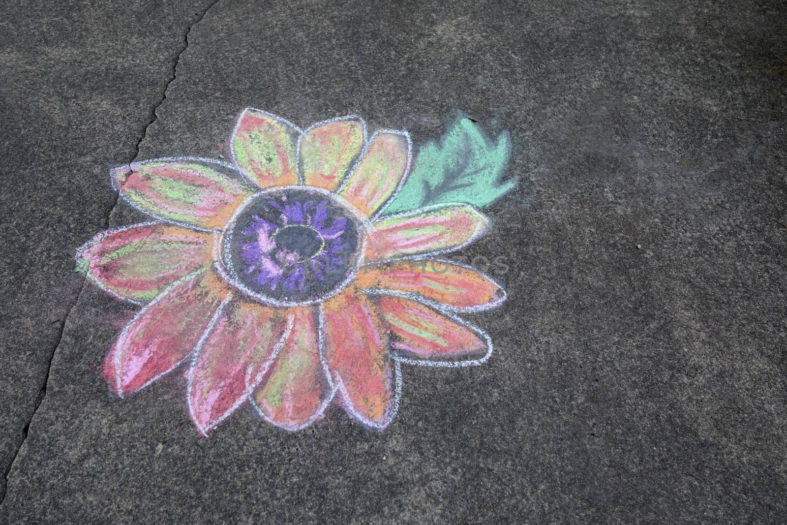 Sidewalk Daisy Art by CharlieFloyd