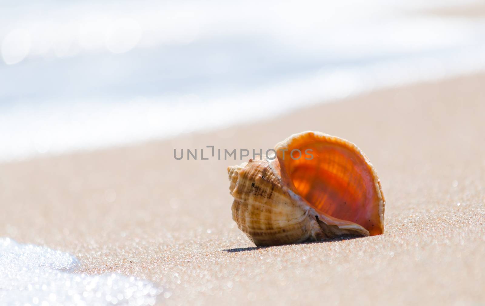 seashell closeup on the sand of a resort beach without people